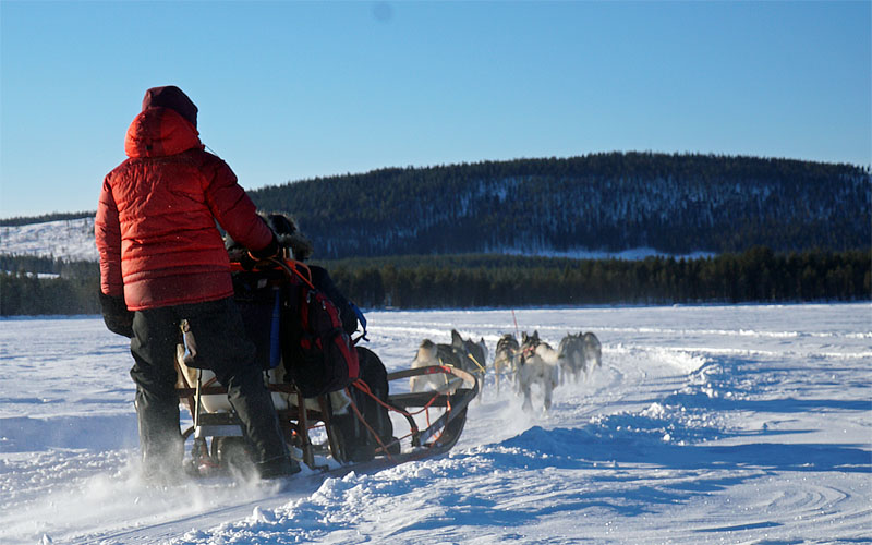 Dog sledding with Jokkmokkguiderna